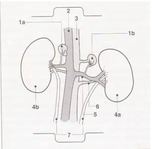Fig 3.1. Topografia dei reni e delle surrenali nel  furetto. 1) Surrenali ( a: destra; b: sinistra); 2) vana cava caudale; 3) arteria celiaca; 4) rene ( a: 