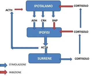 Fig  4.3.  La  regolazione  della  secrezione  di  cortisolo  da  parte  dell’asse  ipotalamo-  ipofisi-  corticosurrenale