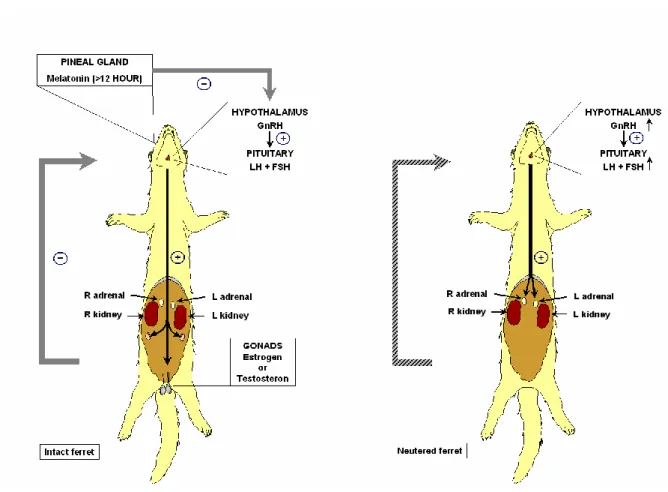 Fig  5.1.  Lo  schema  mostra  la  regolazione  dell’attività  riproduttiva  nei  furetti  interi,  le  conseguenze  della  gonadectomia,  ed  il  suo  possibile  ruolo  nello  sviluppo  dell’iperadrenocorticismo in questa specie
