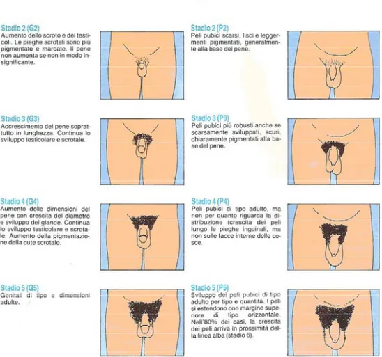 Figura 1. Stadi dello Sviluppo puberale maschile normale (Tanner, 1962). 