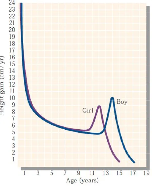 Figura  3.  Accelerazione  della  velocità  di  crescita  in  età  puberale  (immagine riadattata da Marshall et al., J