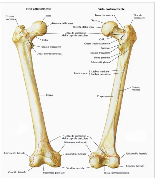 Figura 1.8: Viste anteriore sinistra e posteriore destra di un femore 