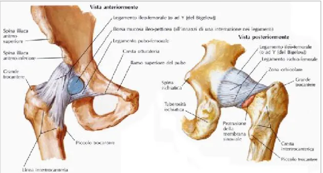 Figura 1.10: Viste anteriore e posteriore dell'articolazione coxo-femorale 