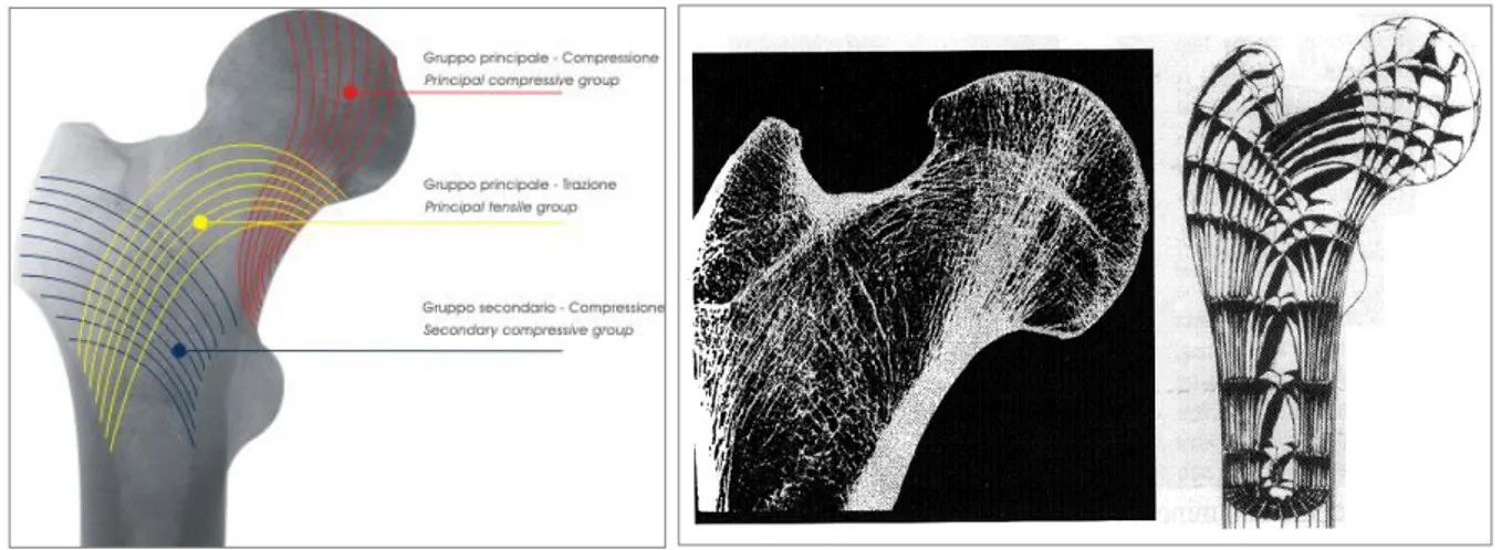 Figura 1.5: Immagini delle linee di forza dell'osso spugnoso della testa del femore 