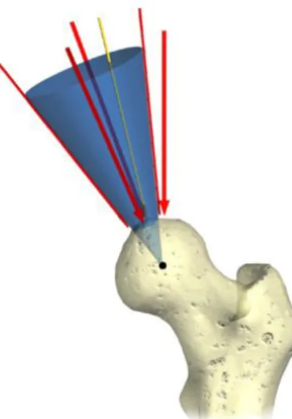 Figura 3.8: Visualizzazione del cono comprensivo delle reazioni vincolari agenti   sulla testa del femore durante vari task motori 