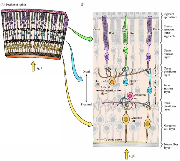 Fig. 1. Structure of the retina. (A) Section of the retina showing the overall arrangement of  retinal layers