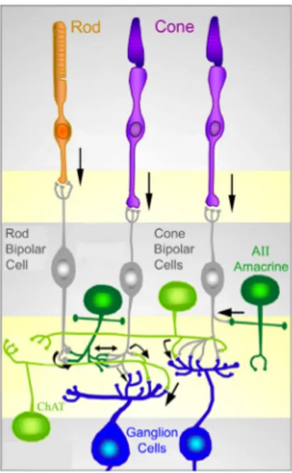 Fig. 2. Schematic representation of the main connections among retinal neurons. The  physiology of the retina can be simplified into 4 main processing stages: photoreception,  transmission to bipolar cells, transmission to ganglion cells and transmission a