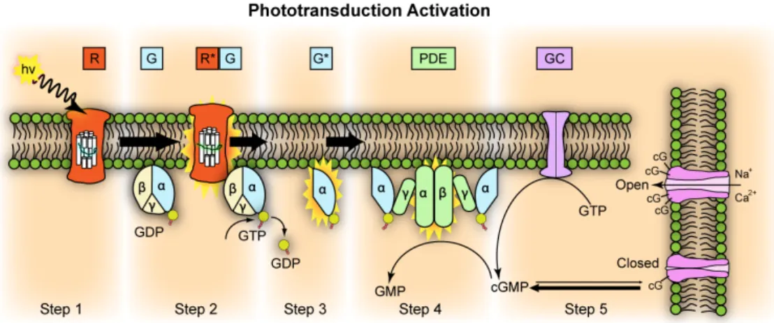 Fig. 5. Phototransduction activation. The enzyme phosphodiesterase (Pde) comprises  different subunits (alpha, beta, gamma and delta)