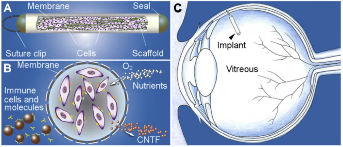 Fig. 8. Schematic illustration of CNTF secreting implant using Encapsulated Cell  Technology