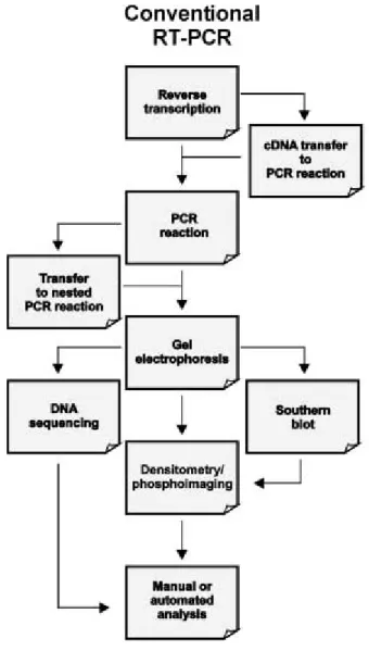 Fig. 10. Conventional RT-PCR. The reaction can be carried out either with reverse  transcriptase in a separate reaction, followed by transfer of some of the cDNA into a  second reaction for the PCR, or as a combined one-tube reaction with a heat-stable  DN