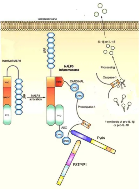 Fig.  1  Diagramma   dei   componenti   dell inflammasoma   NALP3   (criopirina)   coinvolti   nelle   malattie  autoinfiammatorie