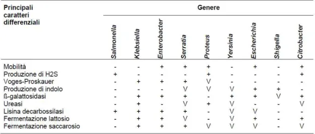 Figura 1: Caratteristiche differenziali dei più importanti generi di enterobatteri (Graziani et al., 2005).