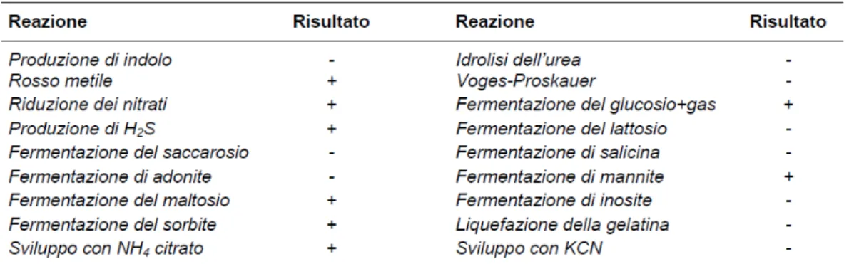 Figura 4: Profilo biochimico del genere Salmonella (Graziani et al., 2005)