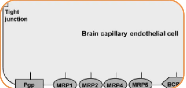 Fig. 10: Collocazione della P-gp ed altre  proteine MDR  sulla membrana cellulare  delle cellule endoteliali cerebrali