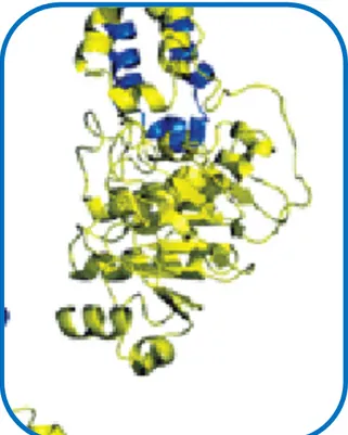 Fig. 3b: Struttura cristallina della P-gp. 