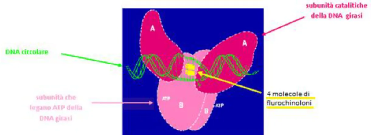 Figura 5 Interazione fluorochinolonI-DNA girasi