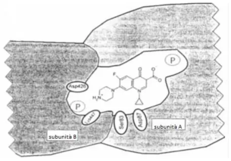 Figura 6 Interazione ciprofloxacina e DNA girasi, in particolare le molecole di farmaco attraverso il sostituente  R7 formano legami a idrogeno con i residui Asp426 e Lys447 della subunità B e attraverso il sostituente R1 