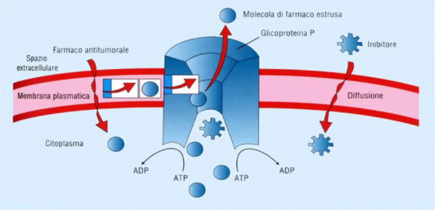 Figura 2. Rappresentazione schematica dell’attività della P-Glicoproteina   per l’estrusione dei chemioterapici.