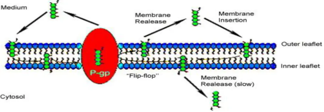 Figura 5. Rappresentazione schematica del modello “ flippase”.