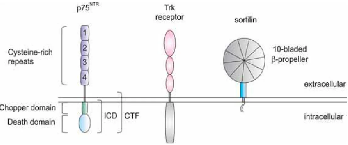 Figura 1.1: rappresentazione schematica  dei tre tipi di recettori di membrana  coinvolti nella risposta alle neurotrofine