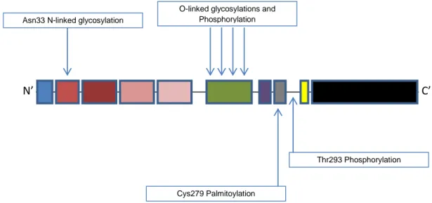 Figura 1.3: struttura di P75 NTR   e sue modifiche  post-traduzionali.  Le modifiche più  consistenti, cioè le glicosilazioni, avvengono nel dominio extracellulare