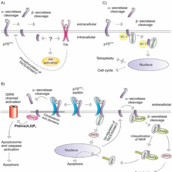 Figura 1.6: Trasduzioni dei segnali associate a P75 NTR   .  A) I recettori Trk stimolano la  fosforilazione dell’enzima TACE/ADAM17, il quale porta a taglio proteolitico (da parte di  α-secretasi e β-α-secretasi) P75 NTR ; l’ICD rilasciato potenzia il pat