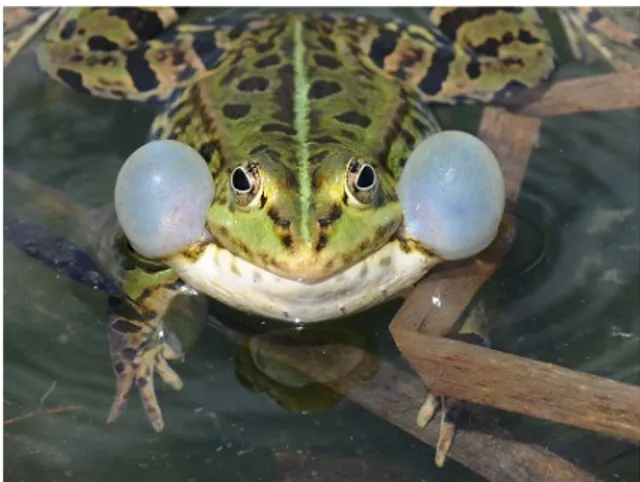 Figura 1: Pelophylax esculentus