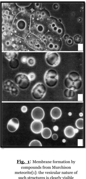 Fig.  1 : Membrane formation by  compounds from Murchison  meteorite[1]: the vesicular nature of 