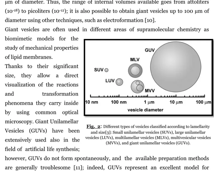Fig.  2 :  Different types of vesicles classified according to lamellarity  and size[3]: Small unilamellar vesicles (SUVs), large unilamellar  vesicles (LUVs), multilamellar vesicles (MLVs), multivesicular vesicles 