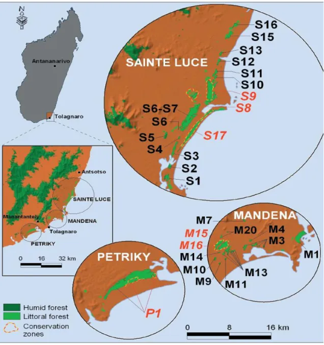 Fig. 1.6: Conservation zones. Maps of the Sainte Luce, Mandena and Petriky areas in south- south-eastern  Madagascar,  indicating  the  location  of  major  littoral  forest  parcels  (light  green),  including  those  that  comprise  the  established  con
