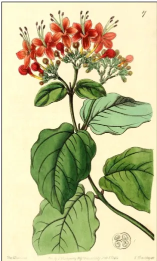 Fig. 1.2 Tavola botanica C. splendens G.Don 