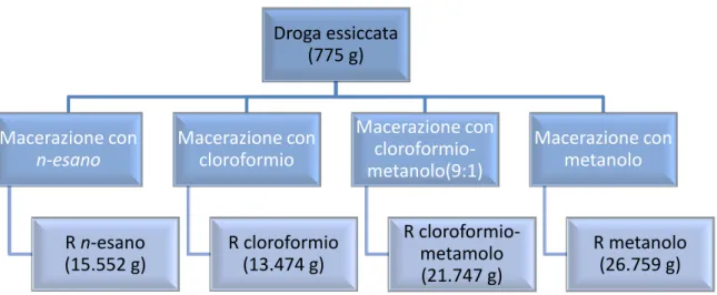 Fig. 4.1 Procedura di estrazione del materiale vegetale Droga essiccata (775 g) Macerazione con n-esano R n-esano (15.552 g)  Macerazione con cloroformio R cloroformio (13.474 g) Macerazione con cloroformio-metanolo(9:1)  R cloroformio-metamolo (21.747 g) 