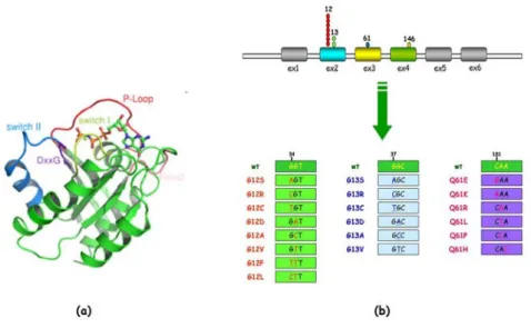 Figura 6. (a) Struttura tridimensionale e (b)  localizzazione delle mutazioni del gene K-Ras