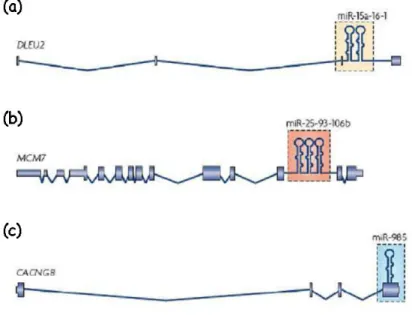 Figura 11. Localizzazione genomica dei geni dei microRNA a livello (a) delle regioni  intergeniche, (b) delle unità trascrizionali introniche e (c) delle unità trascrizionali esoniche
