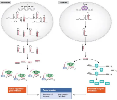 Figura 15. Meccanismo di azione dei microRNA che agiscono come oncogeni (oncomiRNA) e  come oncosoppressori (tsmiRNA)