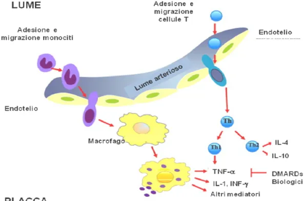 Figura 1. Eventi infiammatori associati alla ATS in corso di malattie autoimmuni sistemiche