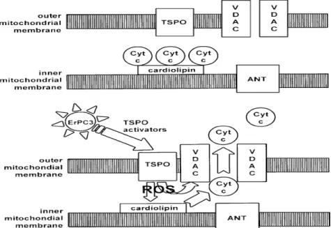 Figura 5. TSPO regulation of the mitochondrial apoptosois pathway.   26