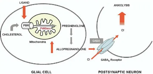 Figura 7. Schematic representation of TSPO-mediated regulation of neurosteroid biosynthesis and  its role in neurological disorders