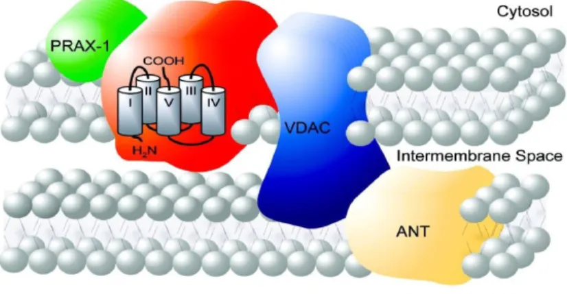 Figure 2. Molecular structure of 18kDa TSPO and localization at the contact site between the outer  and inner mitochondrial membrane