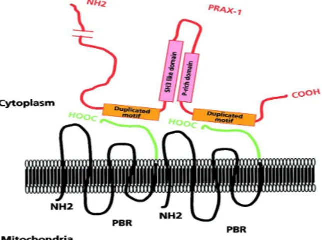 Figure 3. Hypothetical model of the interaction between TSPO and PRAX-1. 21