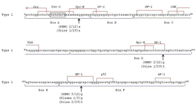 Figura  4.1.  Sequenza  della  NCCR  con  in  evidenza  le  mutazioni  individuate  nei  campioni  esaminati