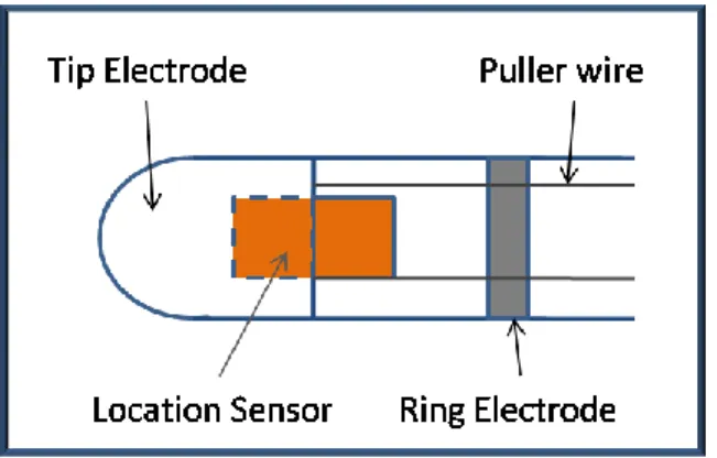 Figure  1.7.  The  locatable  catheter  is  composed  of  tip  and  ring  electrodes  and  a  location sensor totally embedded within the catheter