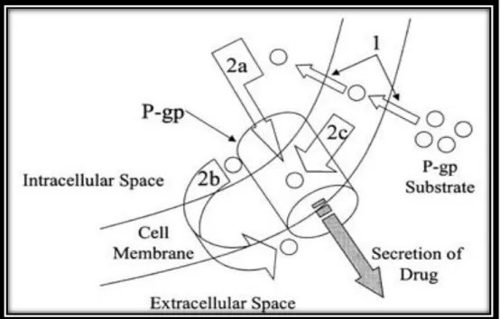 Figura  8.  1)diffusione  passiva  dello  xenobiotico  attraverso  la  membrana.  2a)formazione  di  un  canale  idrofobico (Poro) tra lo spazio intracellulare ed extracellulare