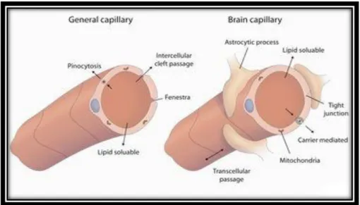 Figura 10.Differenze strutturali fra un capillare cerebrale ed uno comune