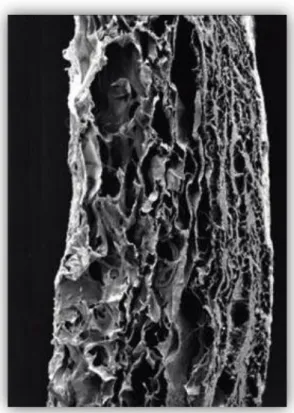 Figura 7: Struttura microscopica della matrice Mucograft 