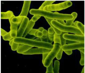 Figura 2. Mycobacterium tuberculosis osservato mediante microscopia elettronica a scansione  
