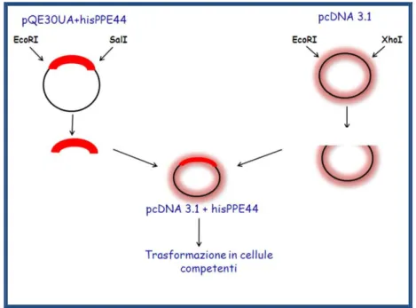 Figura 10. Schema rappresentativo del clonaggio della his-PPE44 nel plasmide pcDNA3.1 