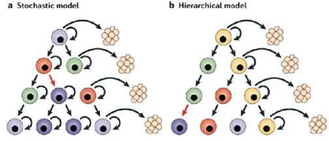 Figure 1. Two alternative models explaining tumors initiation and  development. 