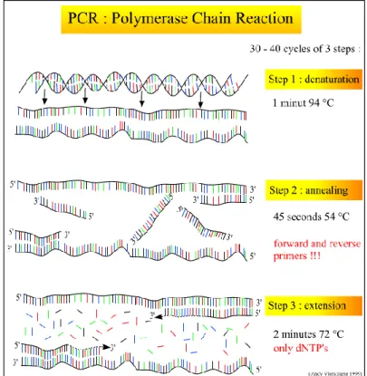 Figura 10 – I tre steps della Polymerase Chain Reaction 