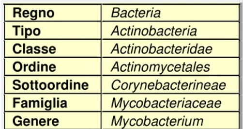 Tabella 1: Classificazione tassonomica del genere Mycobacterium 